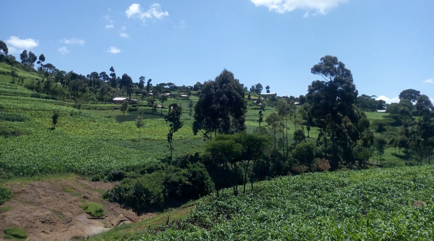 Kitale Fields