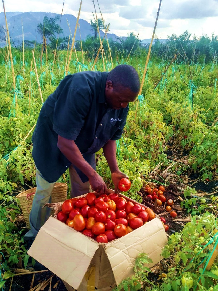 Tomato Harvest